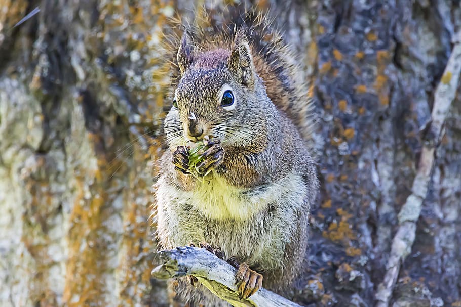 squirrel, cute, nature, animal, furry, animal themes, one animal HD wallpaper