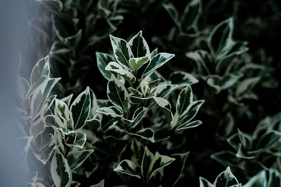 plant, leaf, bush, vegetation, blossom, flower, green, nature HD wallpaper