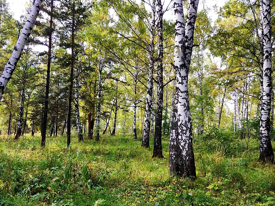 russia, siberia, plant, tree, land, forest, tranquility, trunk HD wallpaper