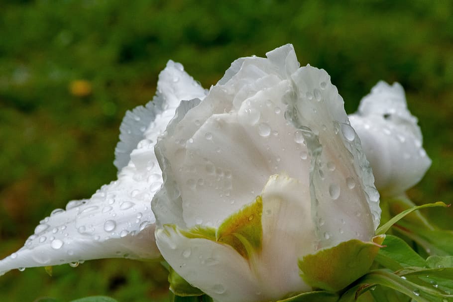 flowers, flora, nature, background, deatils, water, rain, drops HD wallpaper