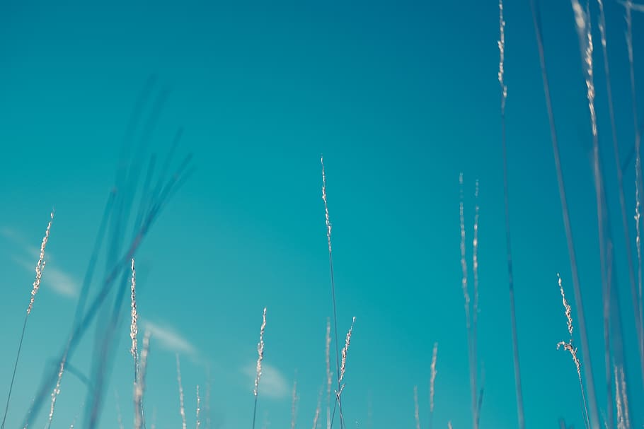 plants during daytime, grass, lawn, wheat, sky, reed, field, blue sky HD wallpaper