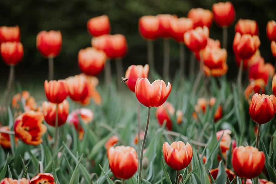 red petaled flowers, plant, flowering plant, beauty in nature HD wallpaper