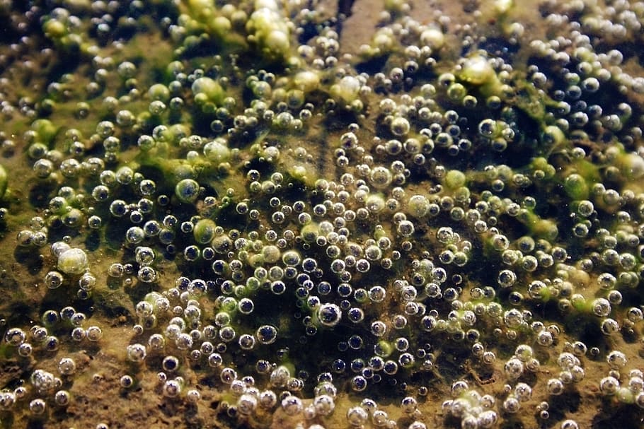 water, air bubbles, mud, puddle, seaweed, nature, dirty, close up HD wallpaper