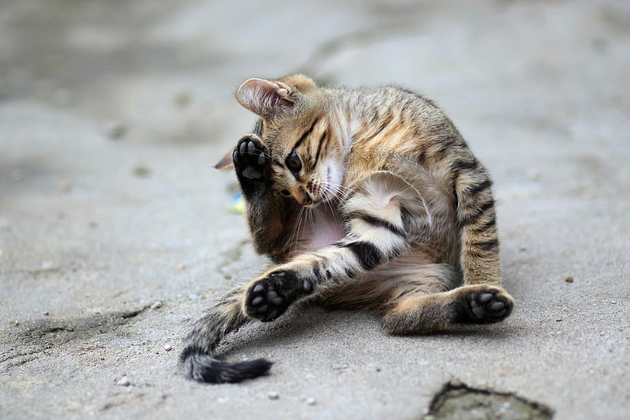 cat, small, animals, cute, animal themes, mammal, one animal HD wallpaper