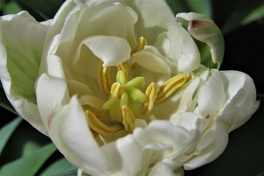 tulip, pollen, pestle, stamens, white, vegetable, petals, botany, HD wallpaper