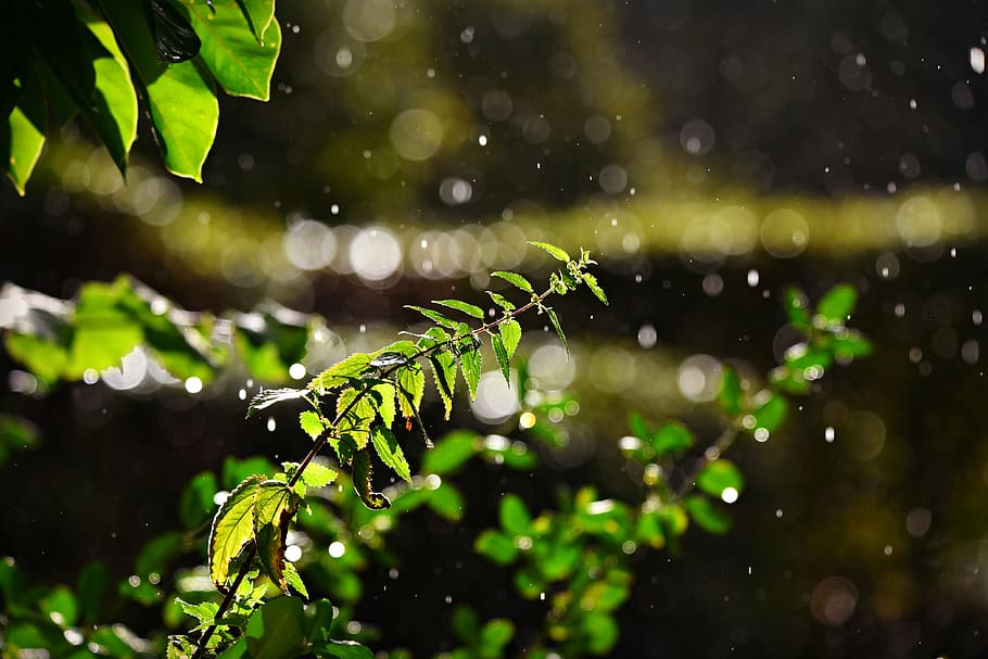 stinging nettle, plant, leaves, rain drops, moisture, water HD wallpaper