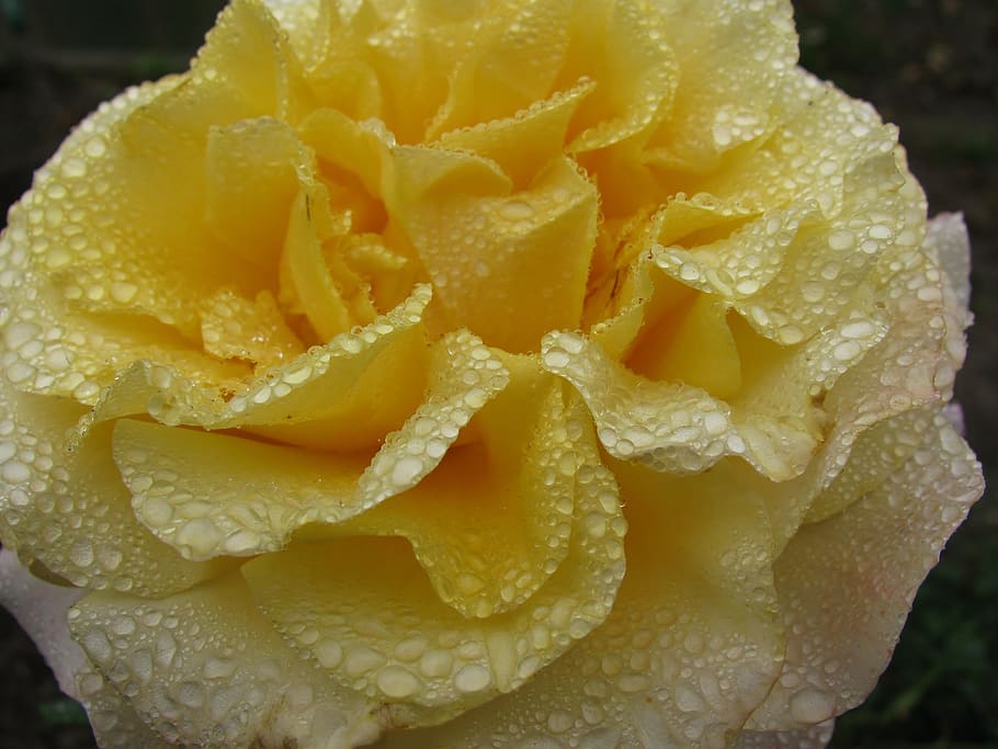 rose flower, raindrop, close up, yellow, close-up, freshness HD wallpaper