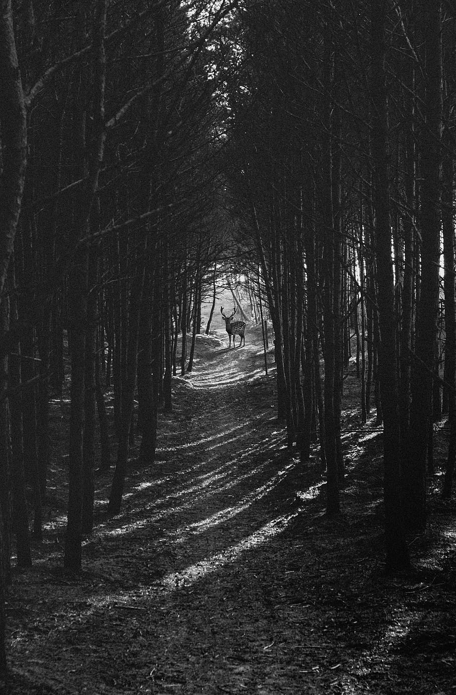 lights passing through trees, plant, forest, direction, land HD wallpaper