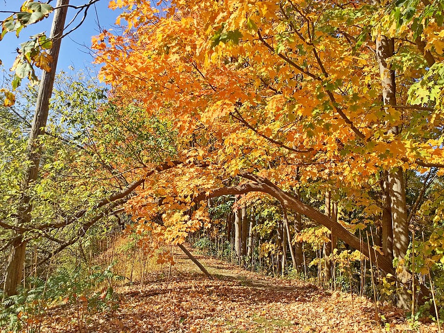 tree, plant, maple, leaf, toronto, don river valley park, canada HD wallpaper