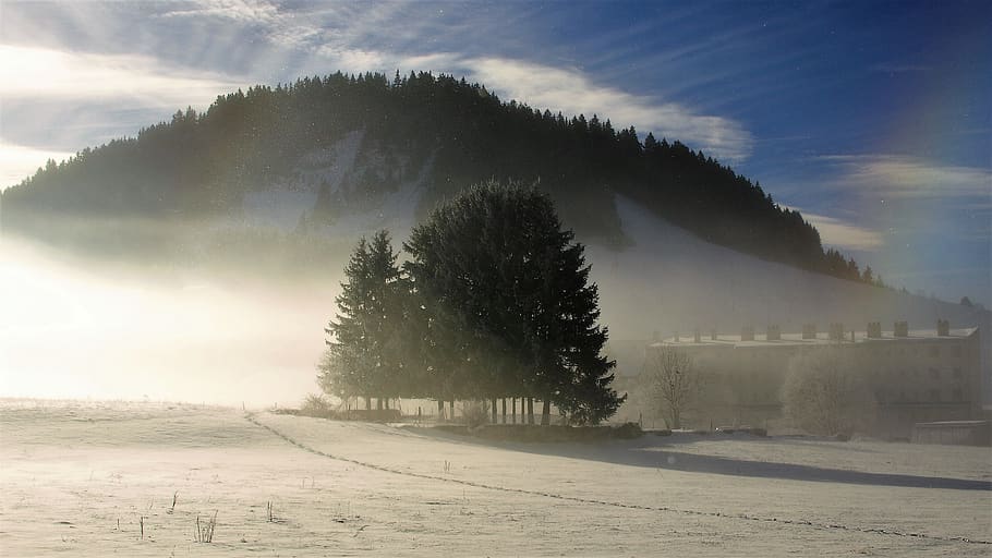 france, autrans, tree, plant, cold temperature, winter, snow HD wallpaper