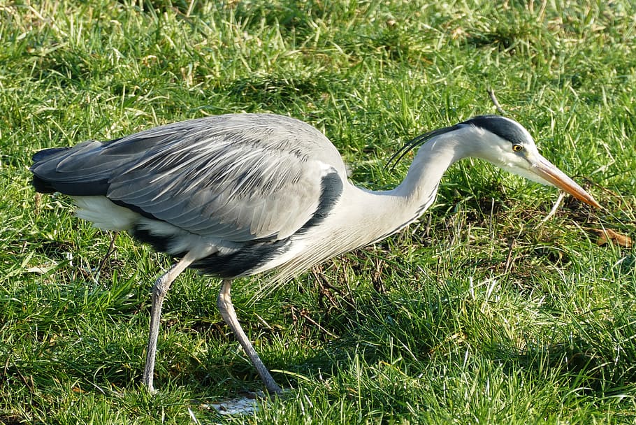 heron, ditch, whey, babu, feathers, nature, pry, plumage, legs HD wallpaper