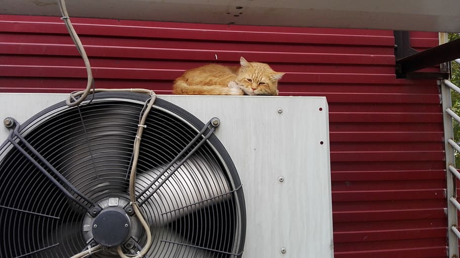 cat, sad, industrial, red, animal themes, mammal, feline, pets HD wallpaper