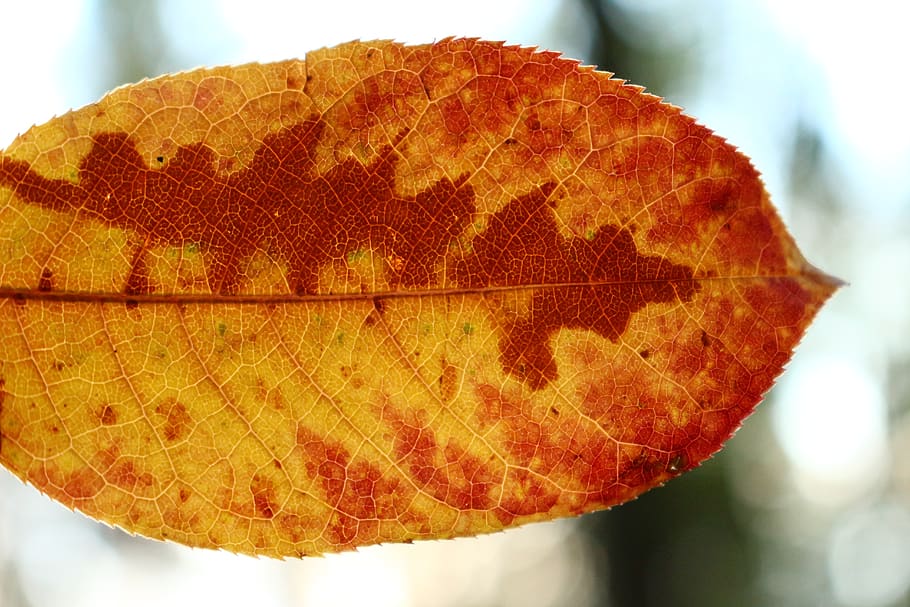 plant, leaf, leaves, fall foliage, nature, autumn, red, yellow HD wallpaper