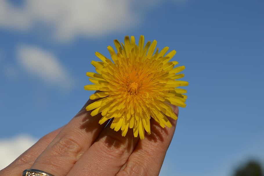 dandelion, yellow, flower, bloom, blue sky, air, nature, vegetable HD wallpaper