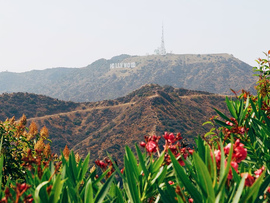 los angeles, united states, hollywood sign, hollywoodsign, wallpaper