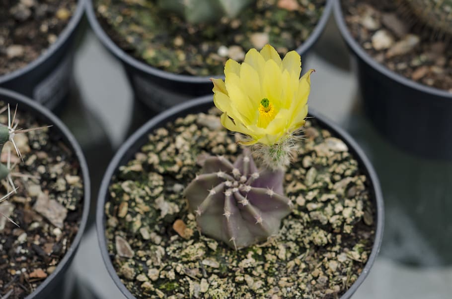 plant, flower, flowering plant, growth, yellow, freshness, beauty in nature HD wallpaper