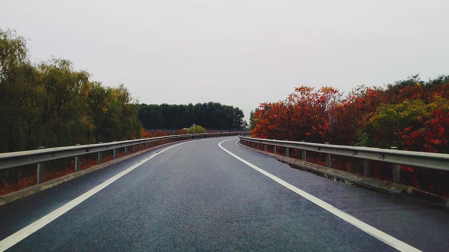 tree, plant, direction, the way forward, road, transportation HD wallpaper