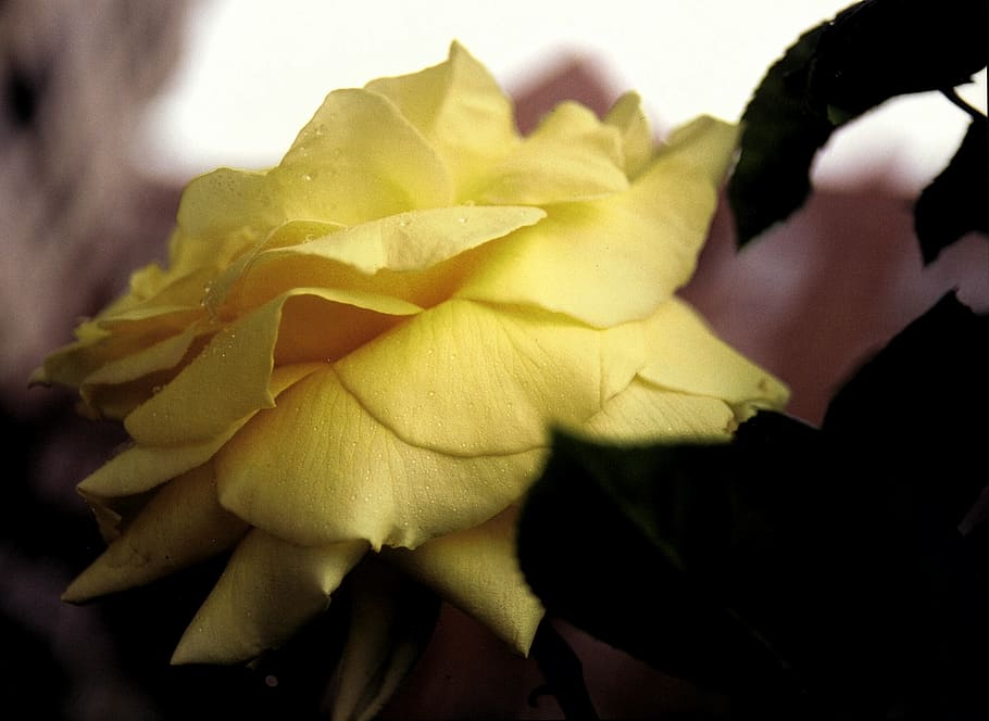 spain, león, drops, rose, flower, softness, yellow, spring HD wallpaper
