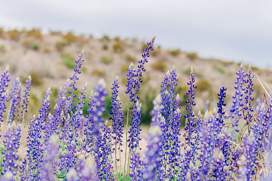 purple lavenders, flower, flowering plant, freshness, beauty in nature HD wallpaper