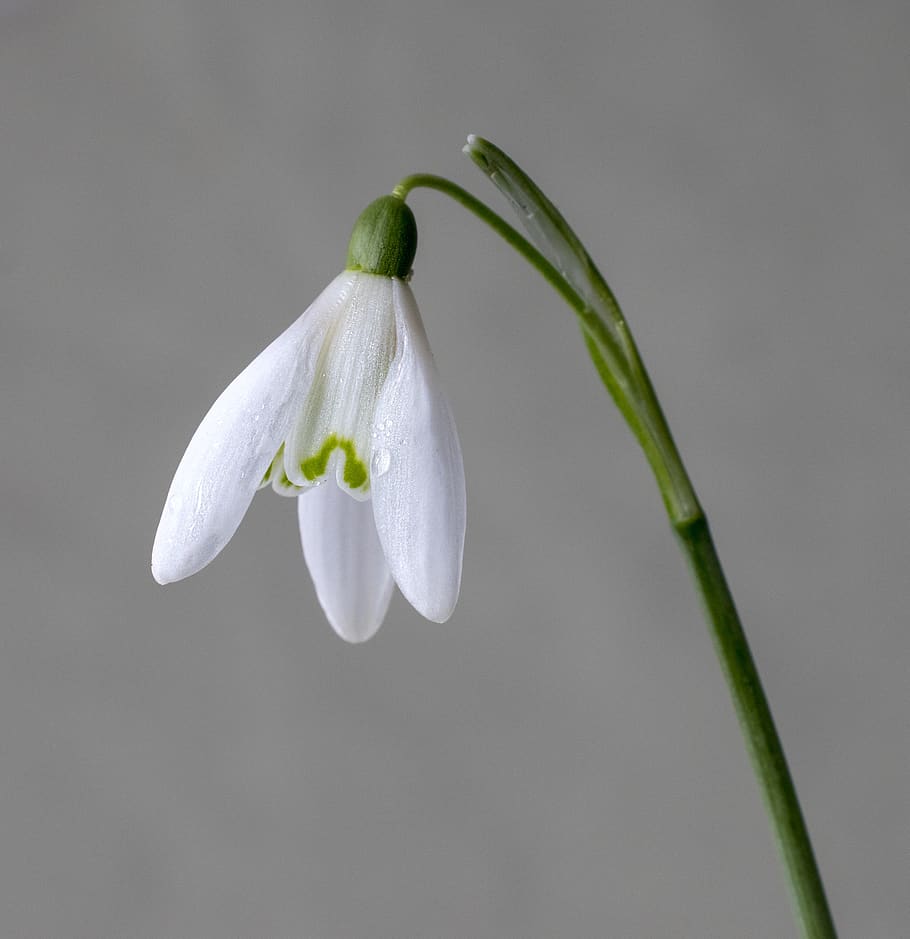 snowdrop, wildflower, white, pollen, botany, outdoor, tranquility HD wallpaper