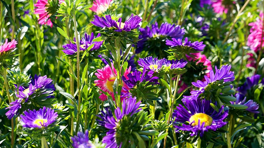 asters, blossom, bloom, blue, nature, flowering plant, vulnerability HD wallpaper