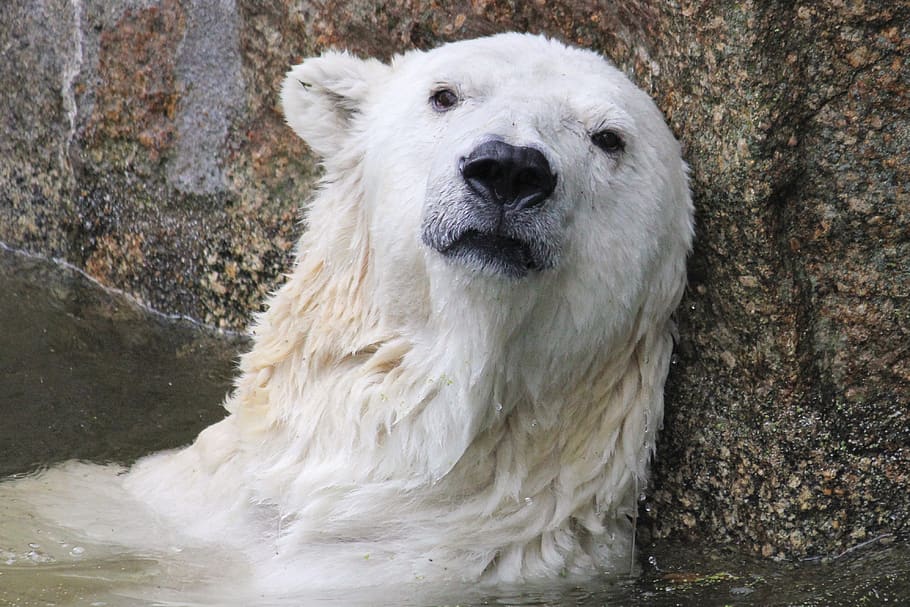 polar bear, climate change, predator, nature, threat, sad, one animal, HD wallpaper