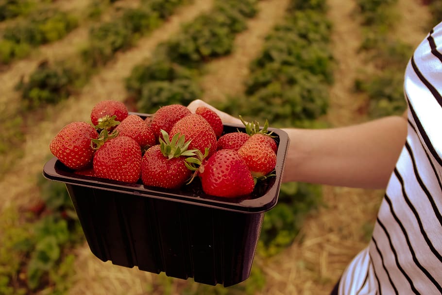strawberries, fruit, pick your own, red, person, girl, field