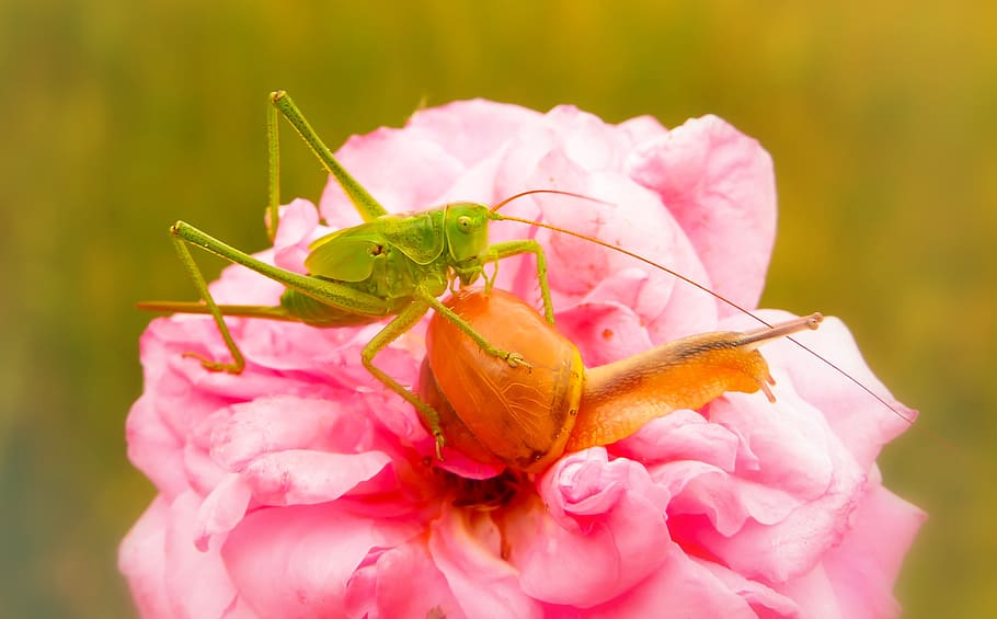 grasshopper green, insect, molluscs, snail, rose, animals, nature HD wallpaper