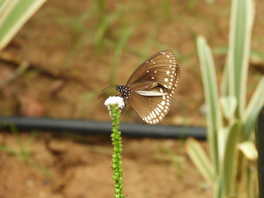 brown, white, butterfly, wild, nature, small, animal wildlife HD wallpaper