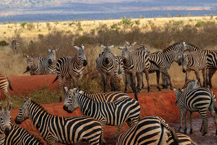 africa, kenya, zebra, safari, animal world, wild, wilderness, HD wallpaper