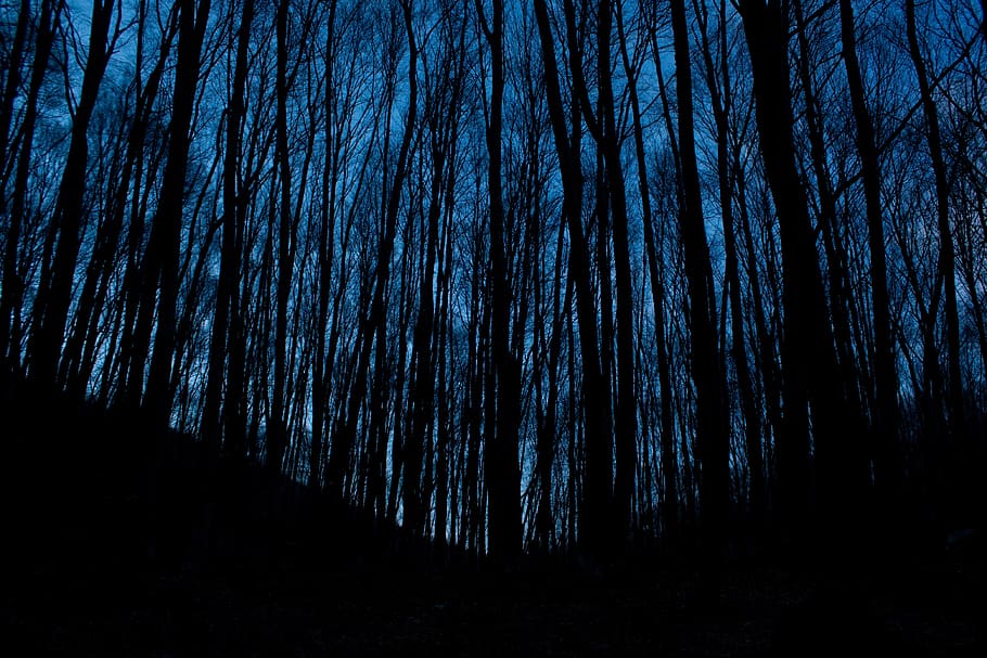 trees, wood, forest, mountain, sky, nature, plant, dark, woodland HD wallpaper