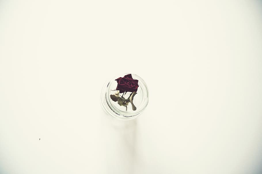 prague, rose, art, white, clean, beautiful, copy space, white background HD wallpaper