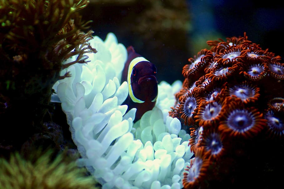Maroon Fish On Corals, animal, reef, underwater, sea, animal themes HD wallpaper