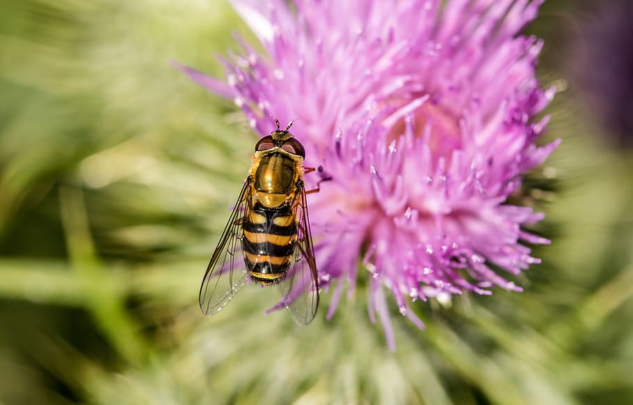 Bee on Pink Flower, bloom, blossom, flora, hoverfly, insect, macro HD wallpaper