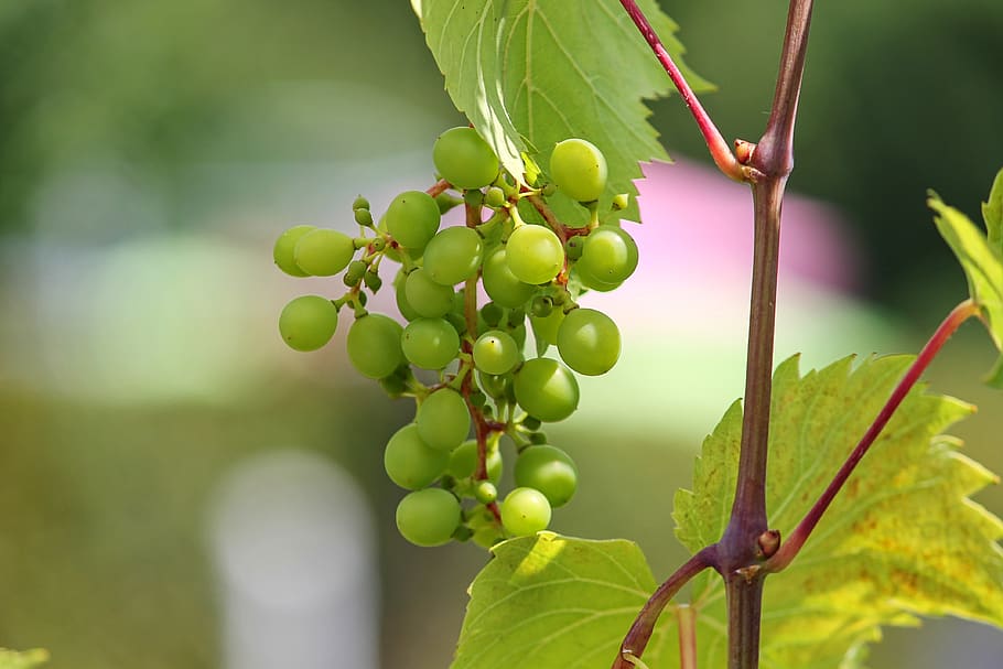 grape, young, green, winegrowing, structure, vines, grape varieties HD wallpaper