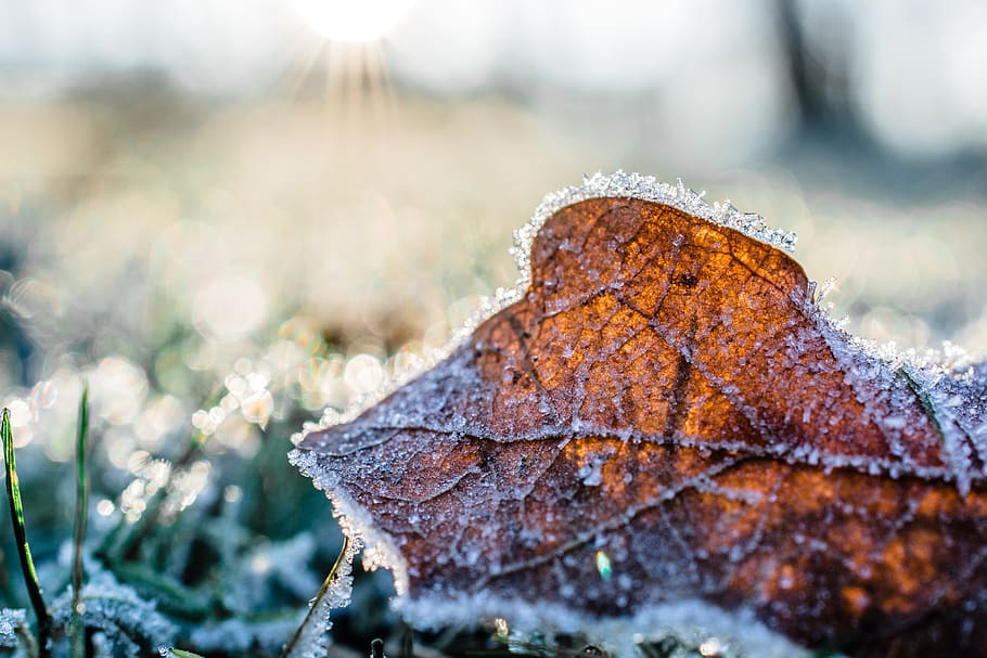 Dried Leaf Cover by Snow at Daytime, close-up, cold, color, daylight HD wallpaper