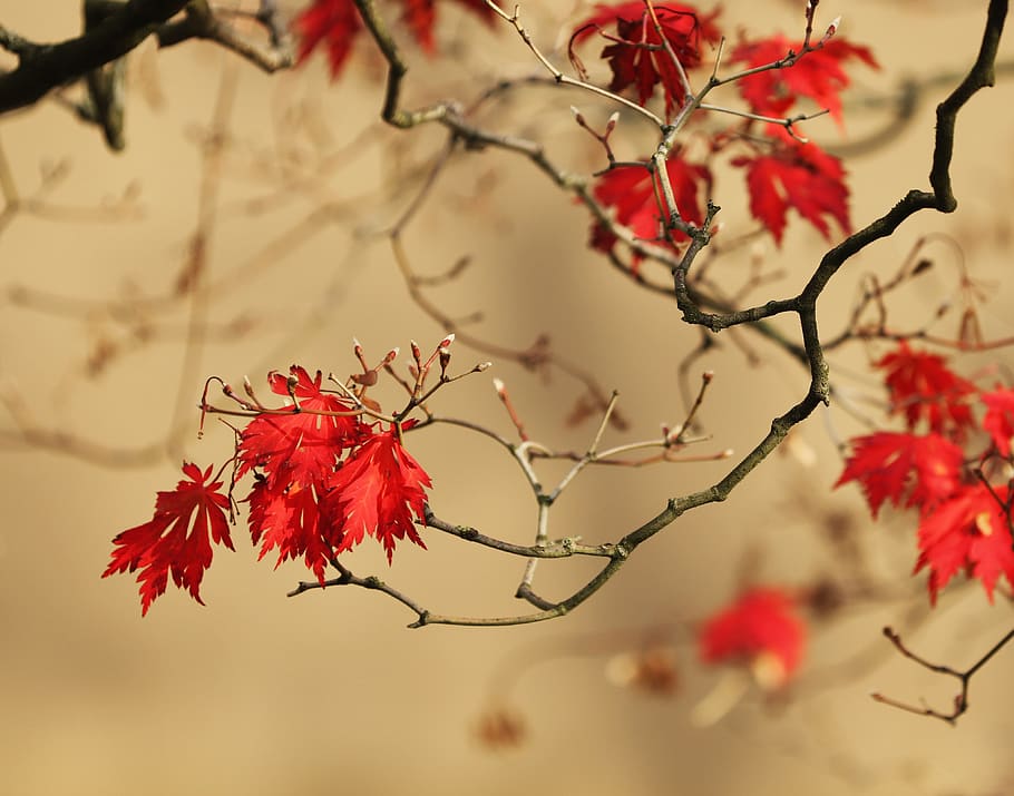 germany, plant, beauty in nature, red, tree, branch, autumn HD wallpaper