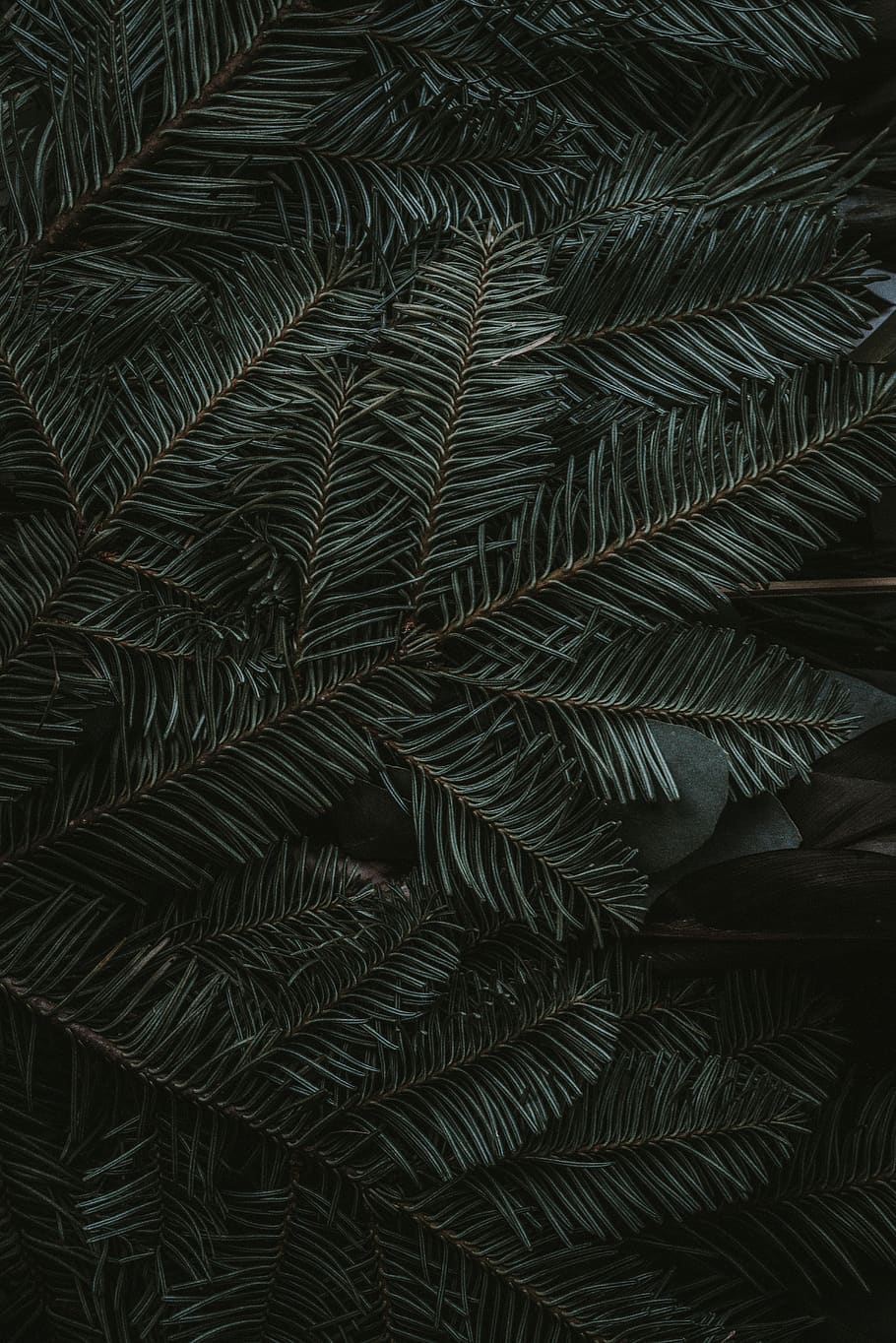 green pine tree leaves, full frame, backgrounds, pattern, leaf HD wallpaper