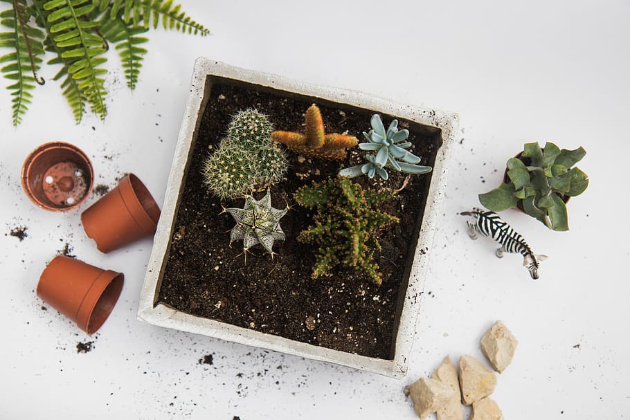 Green Cactus Plant in White Pot, alternative, background, container HD wallpaper