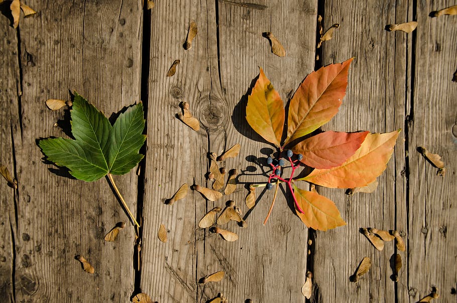 paper, maple, leafs, colorfull, nature, bright, green, autumn HD wallpaper