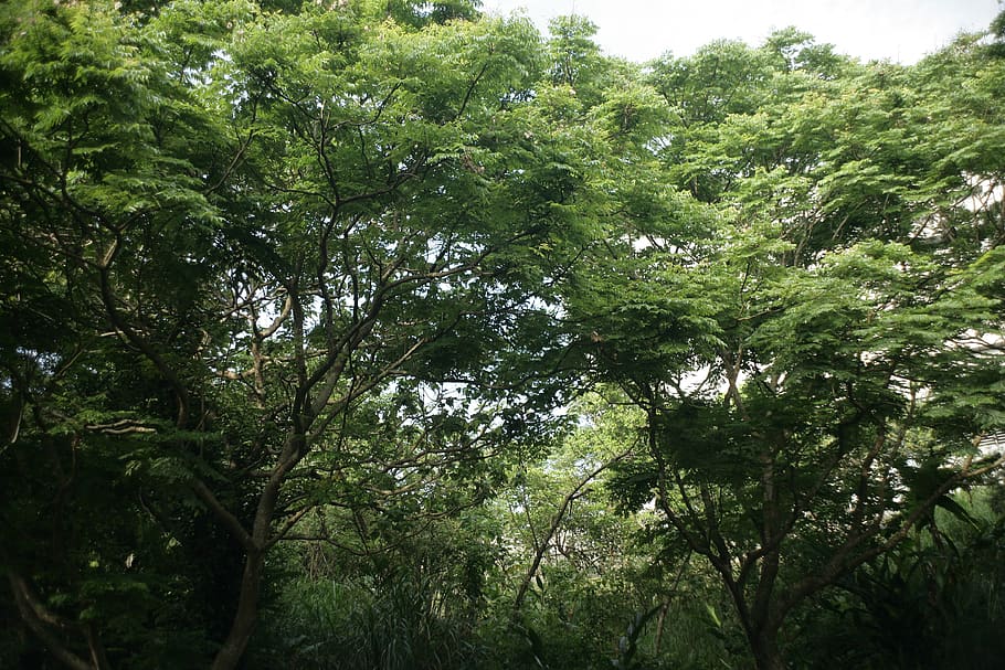outdoors, tree, plant, vegetation, garden, arbour, nature, yard HD wallpaper