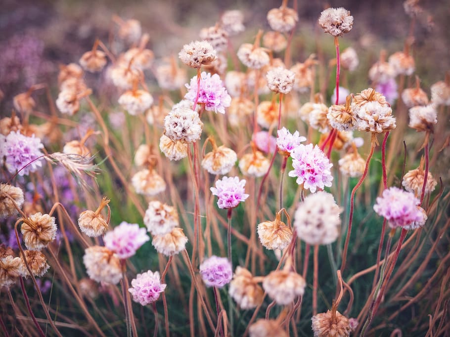 Pink Sea Thrift Flowers, blooming, blurred background, colors