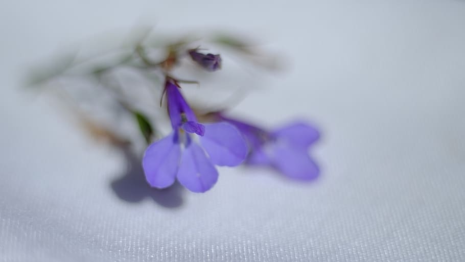 flower, violet, color, brunch, breakfast, napkin, flowering plant HD wallpaper