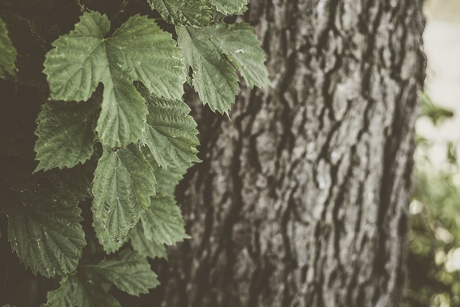 green-leafed plant, tree, vegetation, jar, potted plant, vase HD wallpaper