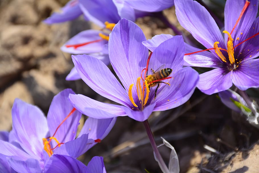 iran, mashhad, flower, flowering plant, animal themes, petal HD wallpaper