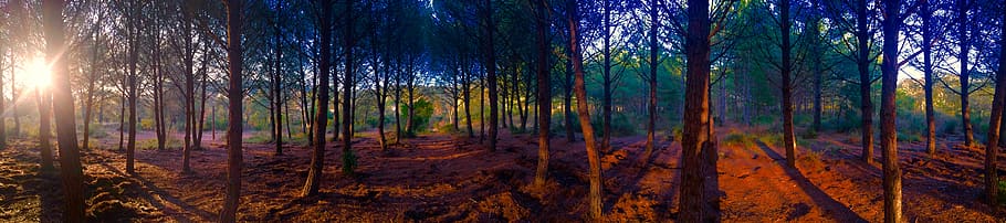 france, hyères, forest, land, plant, tree, woodland, sunlight HD wallpaper