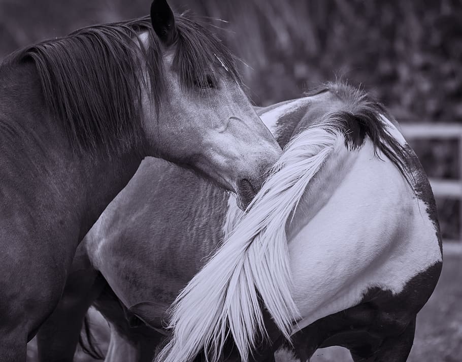 horse, mammal, domestic animals, animal themes, livestock, pets HD wallpaper