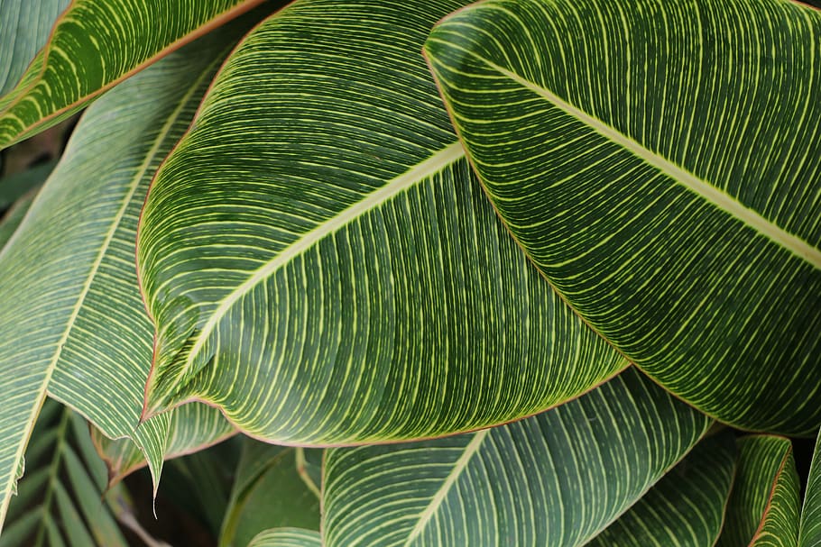 Close-Up Photography of Green Leaves, foliage, greenery, growth HD wallpaper