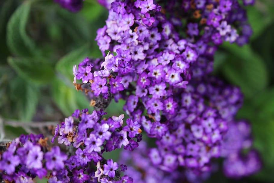 Purple Petaled Flowers, bloom, blossom, cluster, flora, garden HD wallpaper