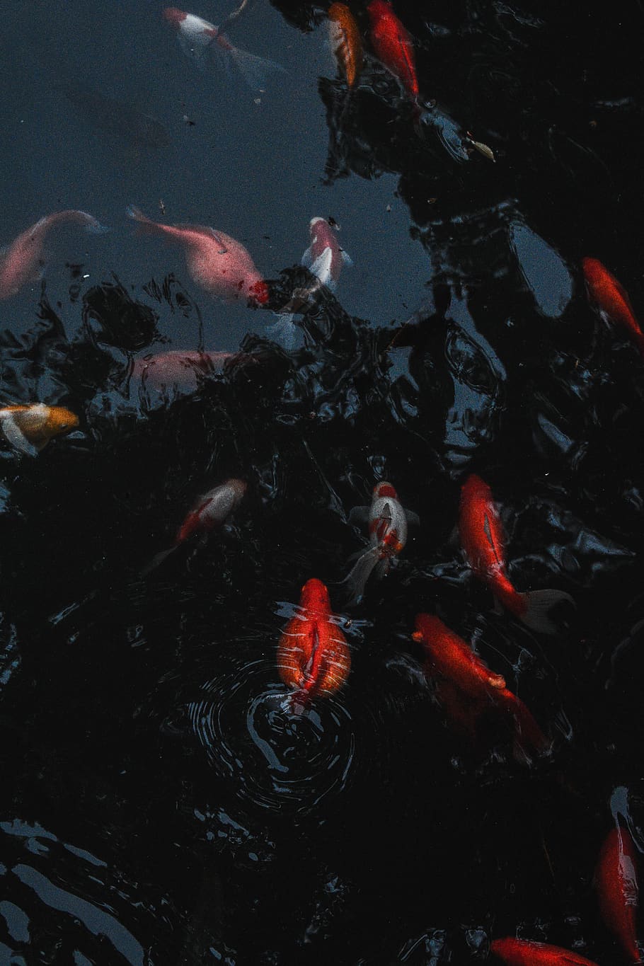 koi fish in pond, water, group of animals, swimming, animal themes HD wallpaper